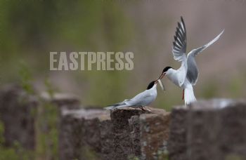 EA304678, Eastpress, Pyhtää, Finland